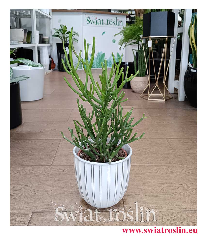 Kup Wielka Roślinę Patyczak, Duża Euphorbia Tirucalli niewymagająca roslina do biura do mieszkania do firmy, Duży Wilczomlecz Ołówkowy