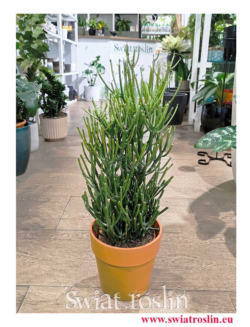 Kup Wilczomlecz Ołówkowy, Euphorbia Tirucalli popularna roślina z insta wysyłka sklep