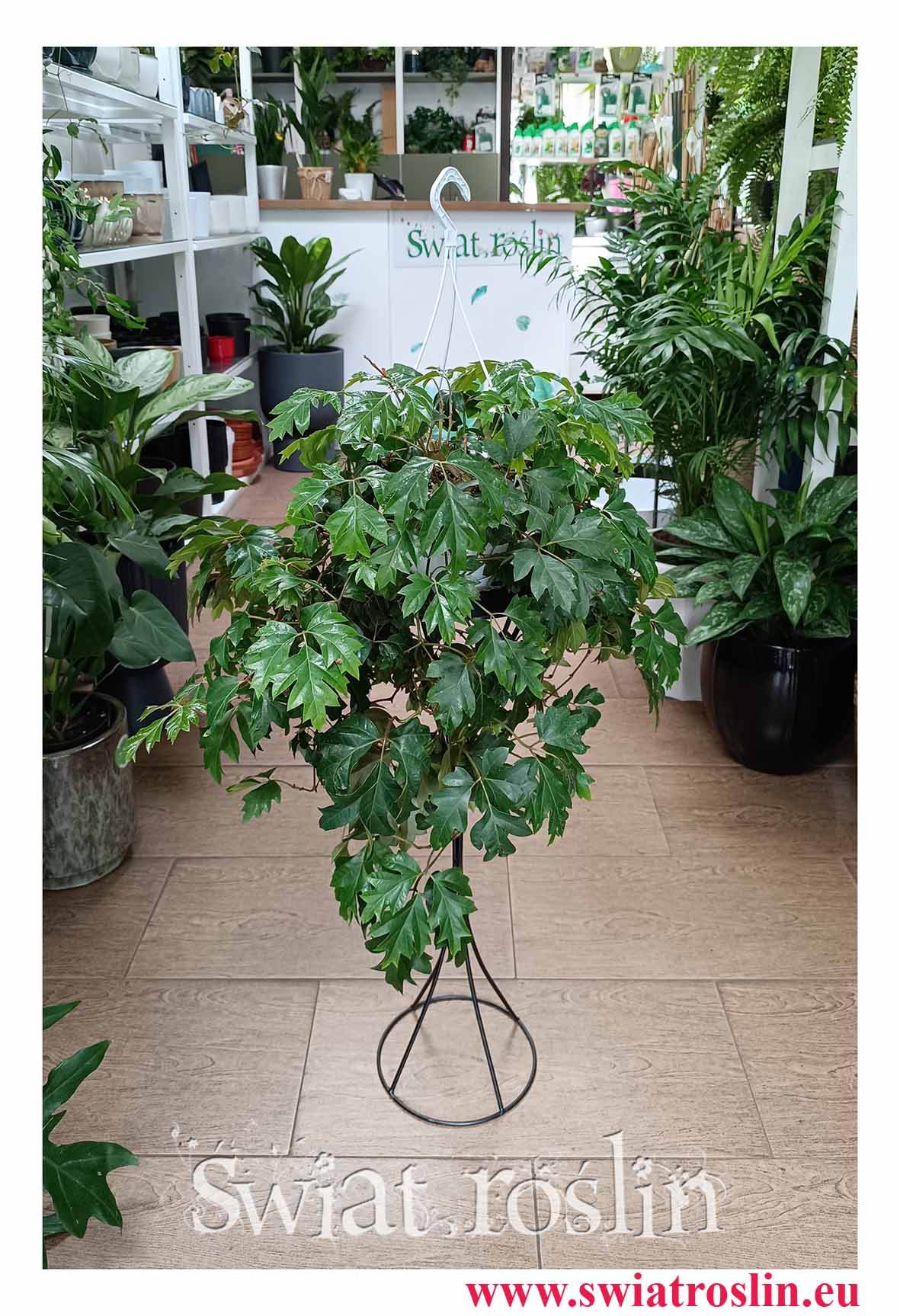 Kwiaty doniczkowe Cissus Rombolistny Ellen Danica, Cisus Rombolistny Ellen Danica ze sklepu z rośinami doniczkowymi w  Krakowie