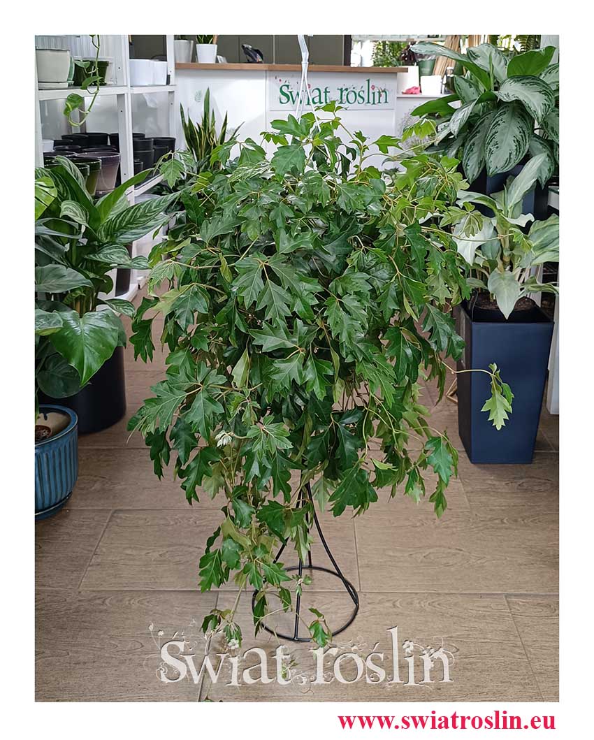 Kwiaty doniczkowe Cissus Rombolistny Ellen Danica, Cisus Rombolistny Ellen Danica ze sklepu z rośinami doniczkowymi w Krakowie