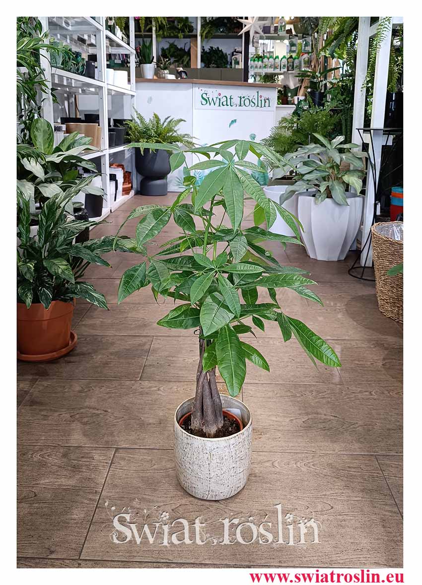 Pachira wodna roślina do dużych pomieszczeń biur oraz firm , dla koneserów