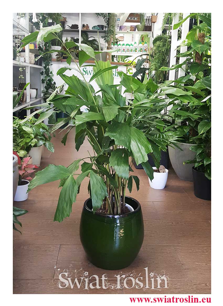Palma Orzechowa, Caryota Mitis, Palma Caryota sklep z roślinami internetowy online - modne rośliny z internetu wsyłka
