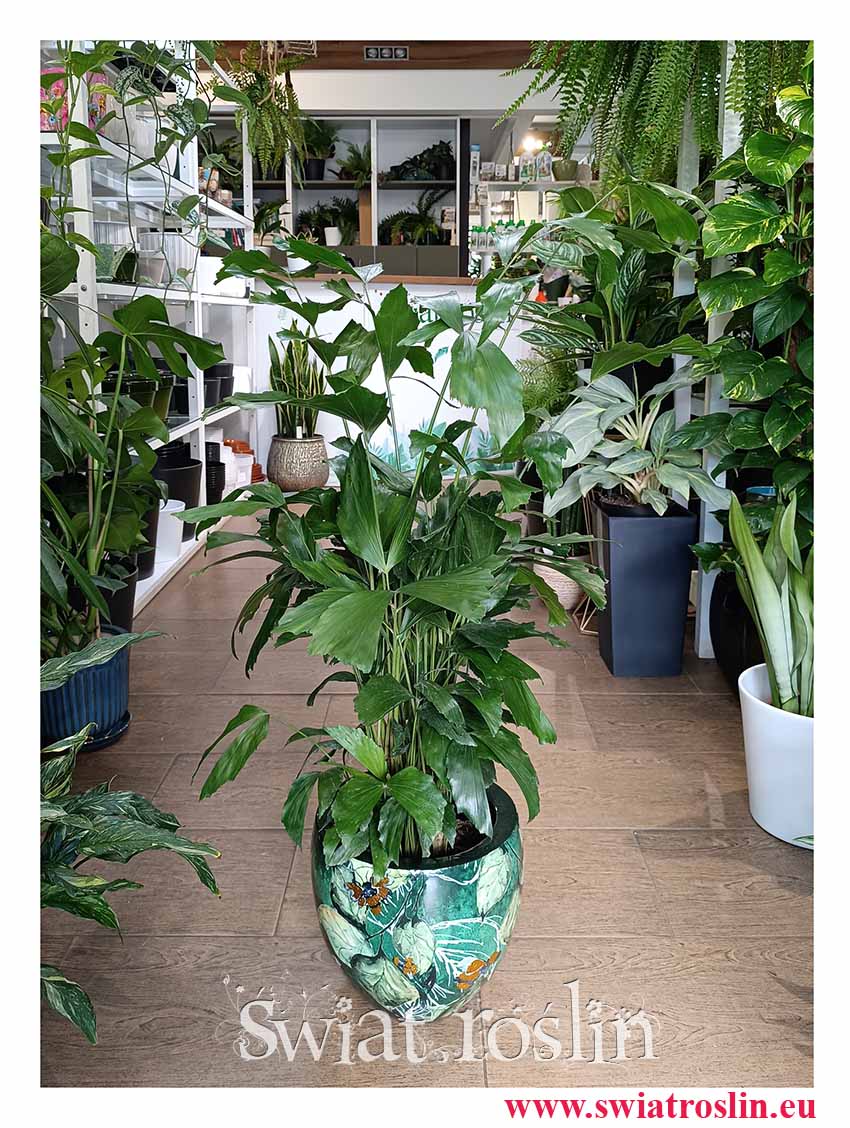 Palma Orzechowa, Caryota Mitis, Palma Caryota sklep z roślinami internetowy online - modne rośliny z internetu wysyłka z dostawą