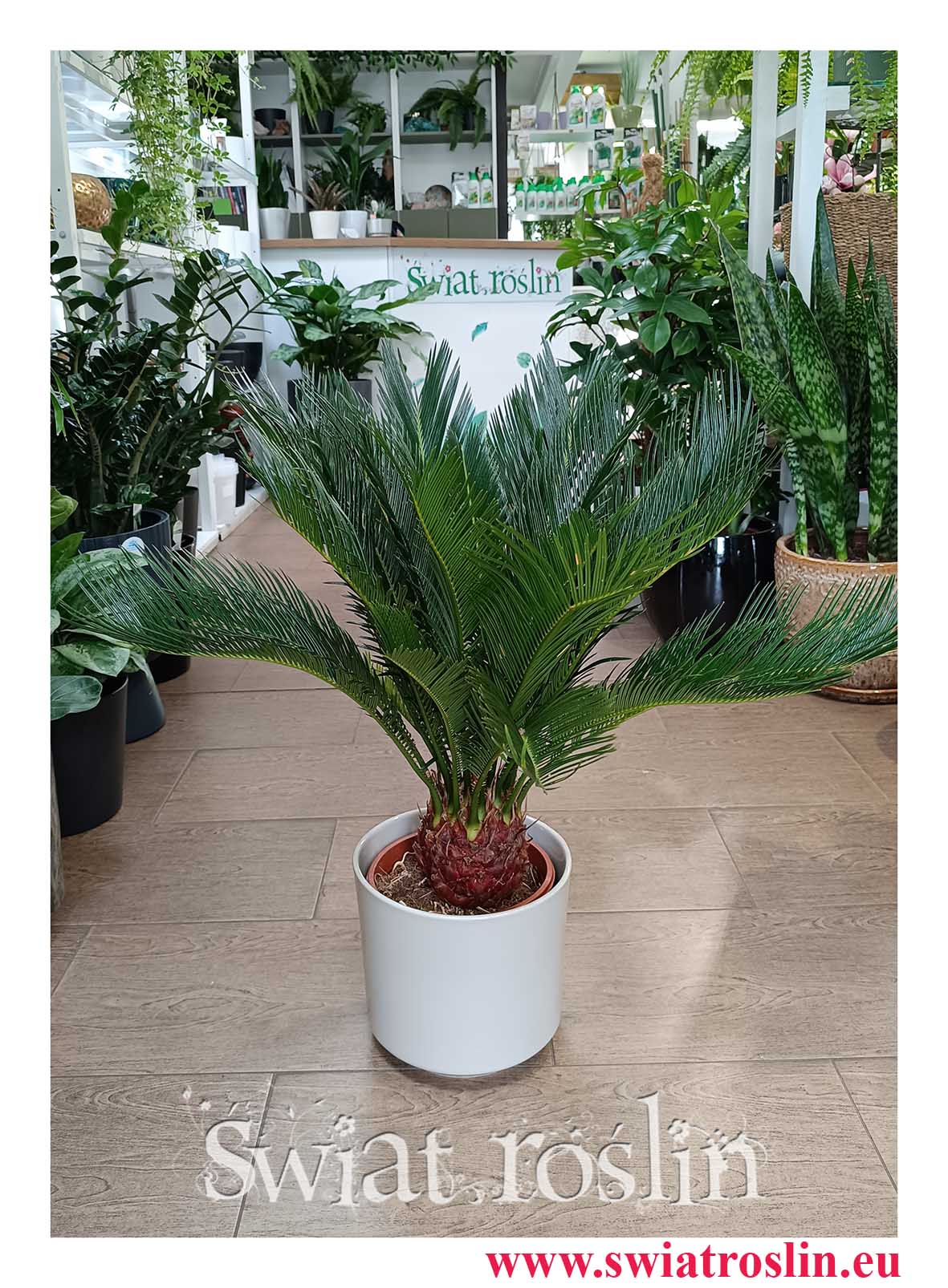 Sagowiec odwinięty, Sagowiec wygięty, Cycas Revoluta, Cykas modna roślina z insta sklep online z dostawą w całej Polsce