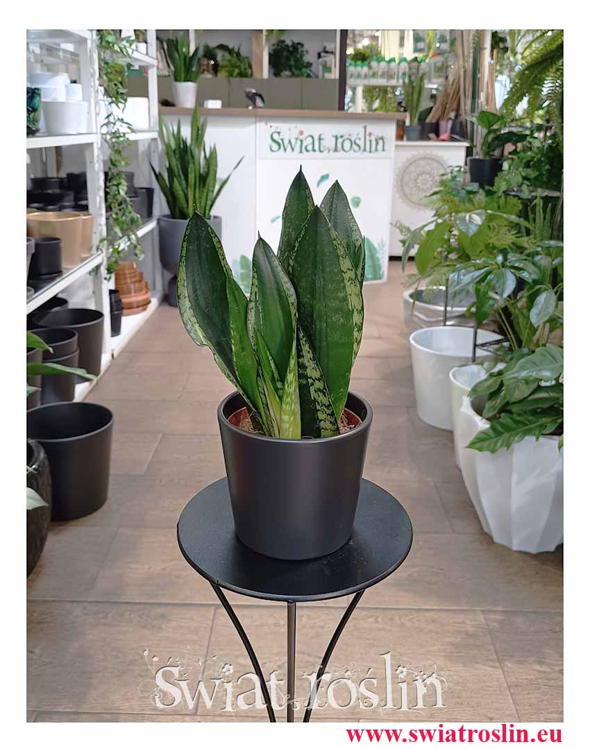 Sansevieria Silver Flame, Sansewieria Silver Flame oczyszczająca powietrze łatwa w uprawie roślina z dostawą do domu lub biura albo firmy, Sanaseweria Silver Flame