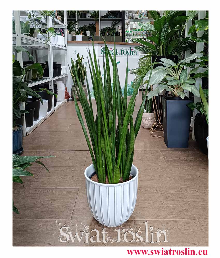 Sansewieria Kirkii, Sansevieria Kirkii, internetowy sklep z roslinami doniczkowymi, Kraków wysyłka roślin, kwiaty doniczkowe sklep