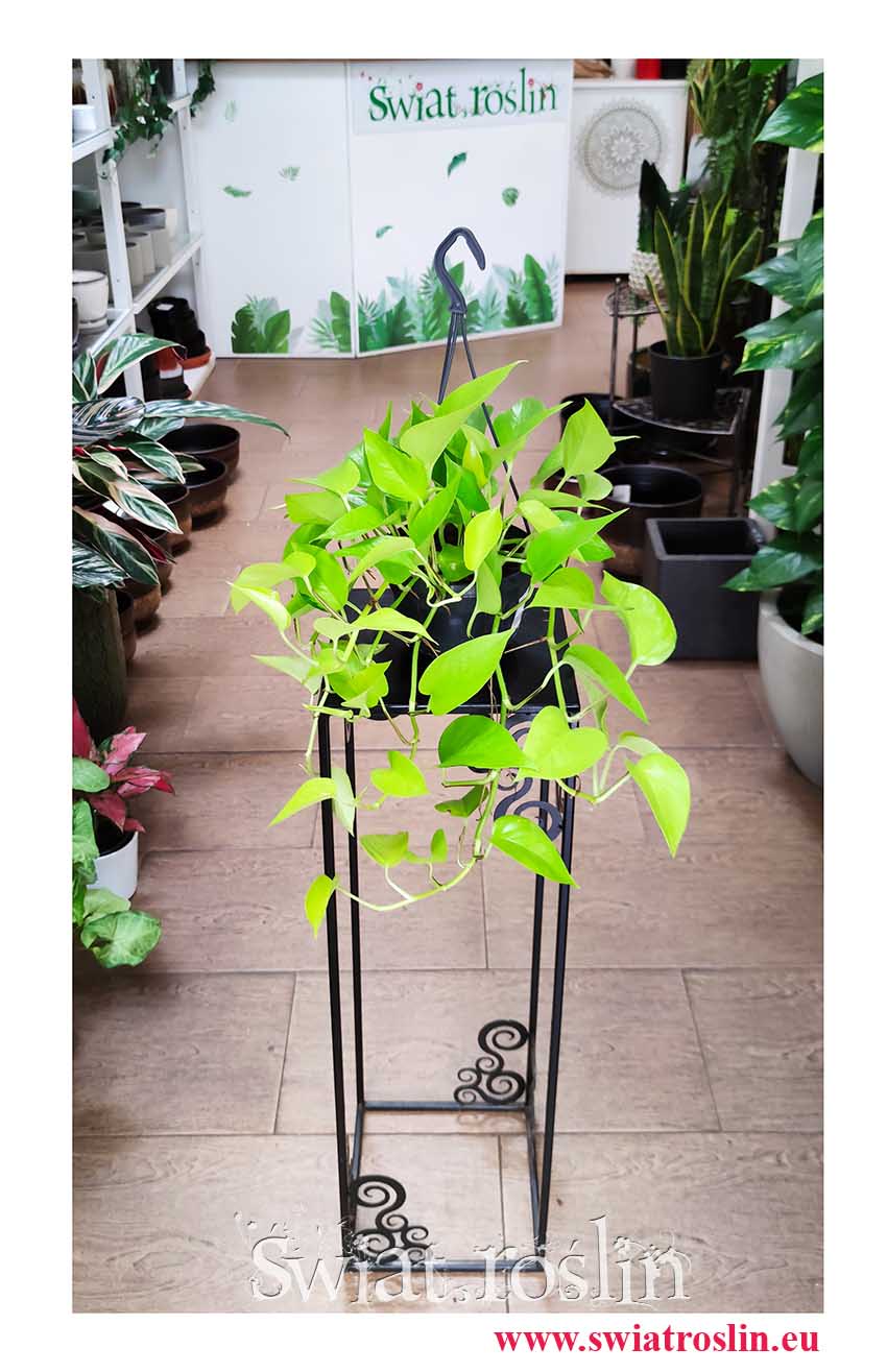Scindapsus Golden Pothos,  Scindapsus Neon popularne rośliny z instagrama