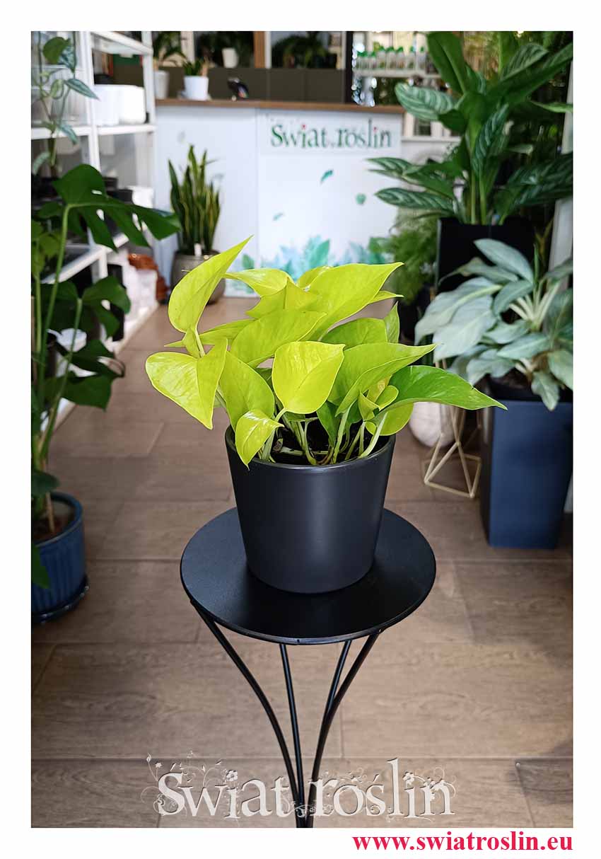 Epipremnum Złociste oczyszczające powietrze pnącze do domu lub biura, Scindapsus złocisty, Aureum, kwiaty doniczkowe