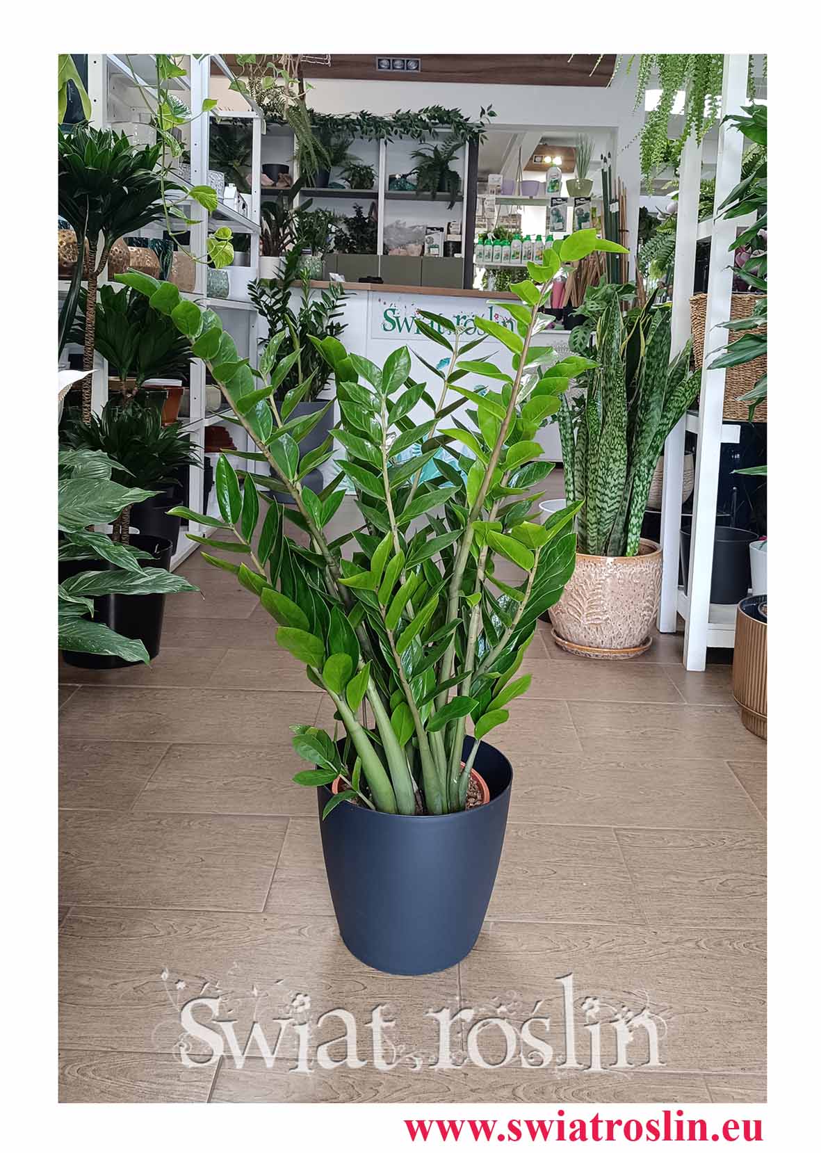 Zamioculcas Zamiolistny, Zamiokulkas Zamiifolia, Zamiokulkas Zamiolistny do hotelu do biura do firmy do restauracji do kawiarni do salonu do domu