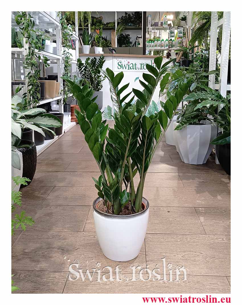 Zamioculcas Zamiolistny, Zamiokulkas Zamiifolia, Zamiokulkas Zamiolistny do kupienia w sklepie z dostawą