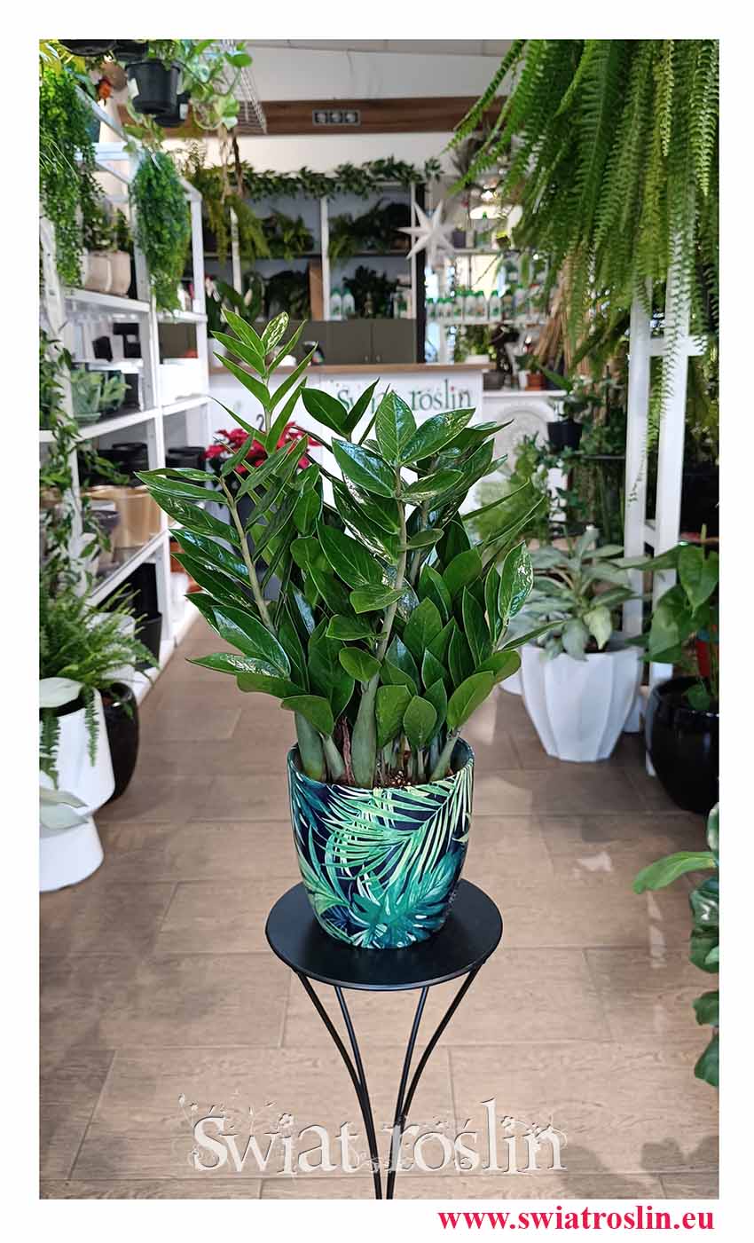 Zamioculcas Zamiolistny, Zamiokulkas Zamiifolia, Zamiokulkas Zamiolistny, Zamioculcas Zamiifolia do kupienia w sklepie z dostawą