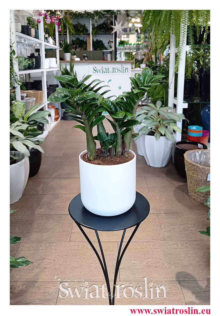 Zamioculcas Zenzi, Zamiokulkas Zenzi modna mało wymagająca roślina doniczkowa z dostawą ze sklepu online lub stacjonarnie w Krakowie