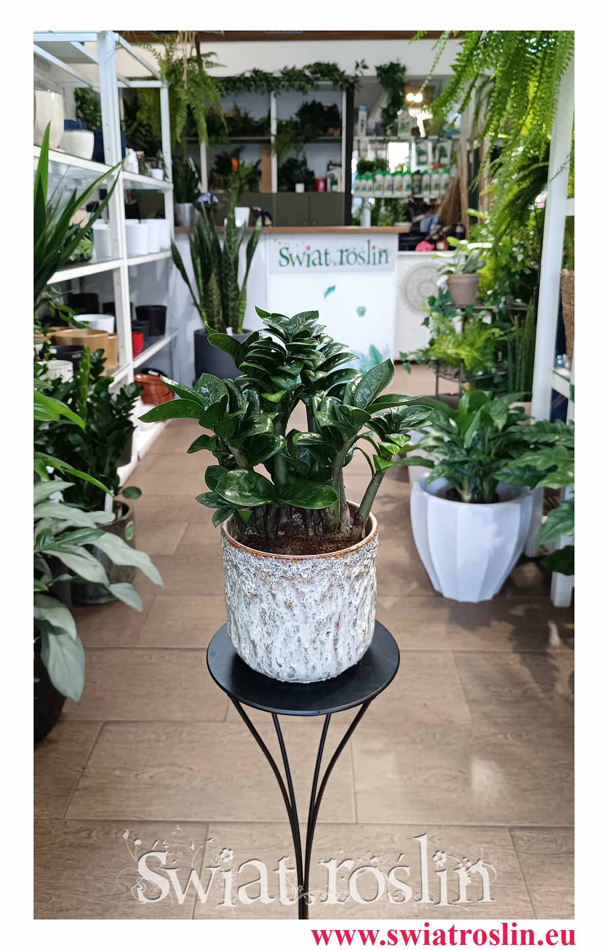 Zamioculcas Zenzi, Zamiokulkas Zenzi modna mało wymagająca roślina doniczkowa z dostawą ze sklepu online pod drzwi lub stacjonarnie w Krakowie