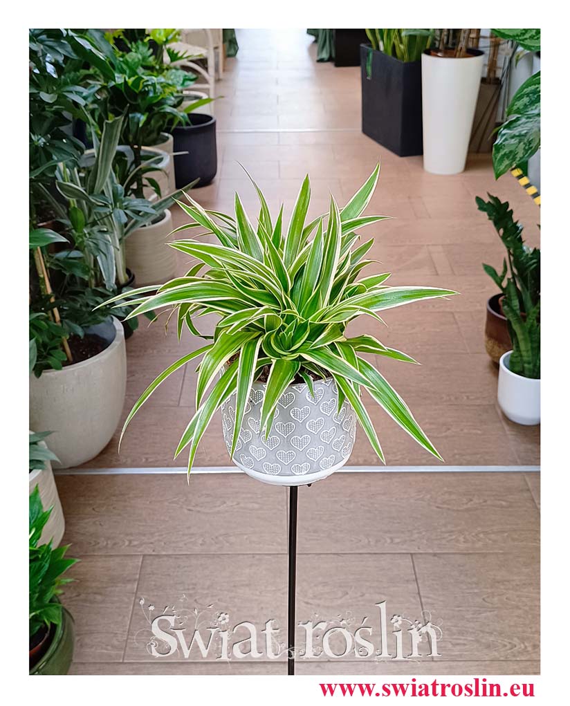 Zielistka Sternberga Ocean sklep Kraków z wysyłką internetową online, Chlorophytum Comosum Ocean