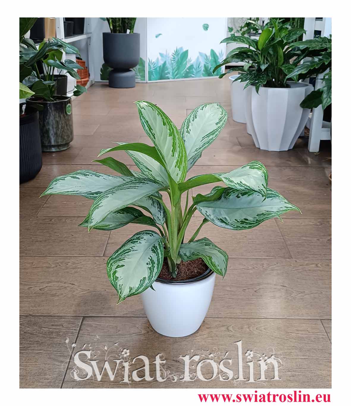 oczyszczająca powietrze Aglonema Silver Bay, Aglaonema Silver Bay sklep z popularnymi roślinami w Krakowie wysyłka kurierem