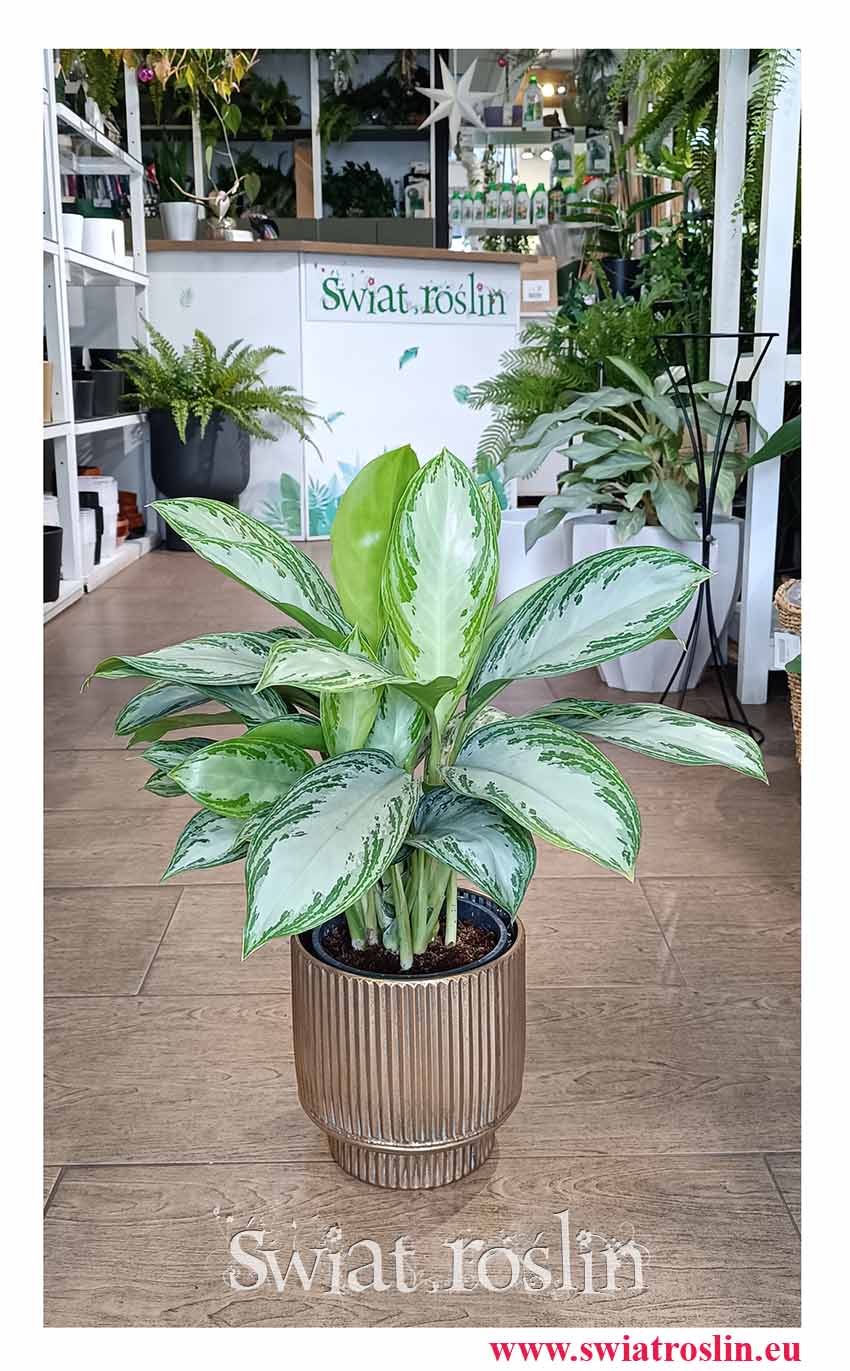 oczyszczająca powietrze Aglonema Silver Bay, Aglaonema Silver Bay sklep z popularnymi roślinami w Krakowie wysyłka pod dom