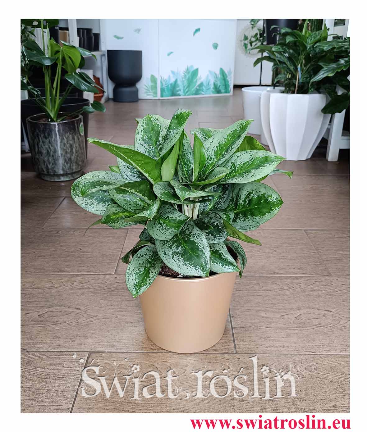 Aglaonema Lemon Mint sklep z roślinami w Krakowie wysyłka roślin online w najlepszej cenie i jakości