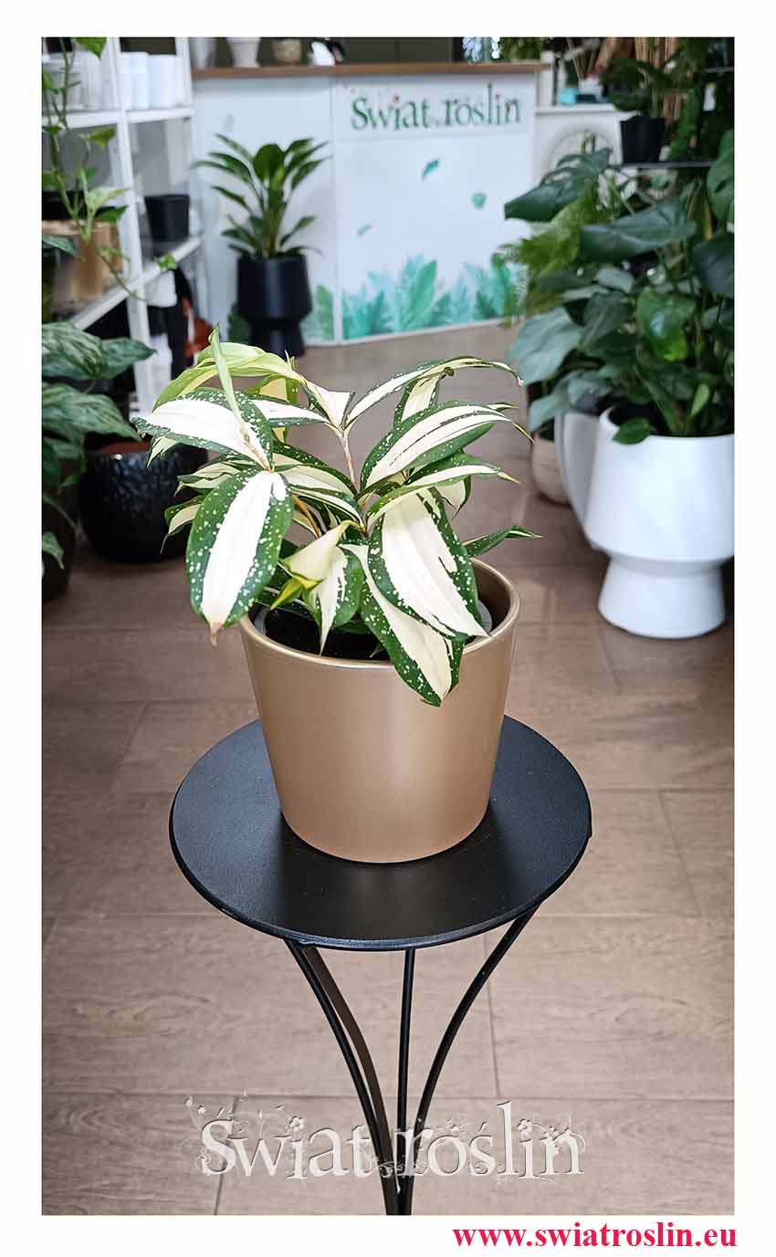 Dracena Milky Way, Dracaena Milky Way, Dracena rozgałęziona Milky Way modna roślina z instagrama do biura do mieszkania do firmy