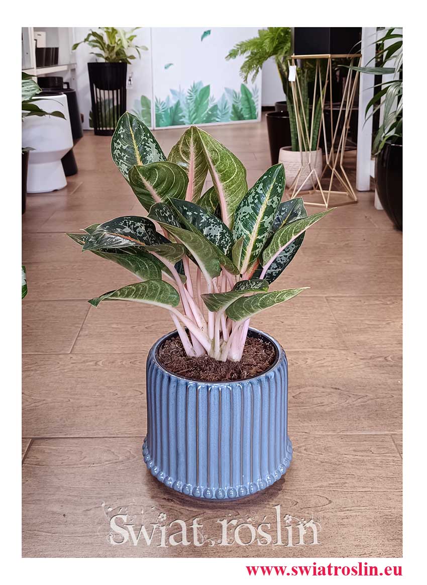 Duża Aglaonema Orange Flame popularna roślina ze sklepu online wysyłka, Wielka Aglonema Orange Flame do kupienia w Krakowie