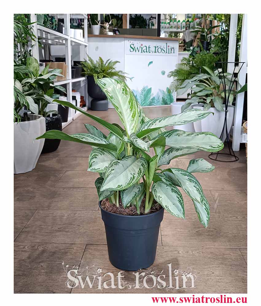 Duża Aglonema Silver Bay modna roślina z insta oczyszczająca powietrze kup online, Wielka Aglaonema Silver Bay do kupienia online z dostawą