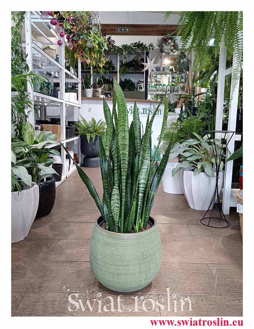 Duża Sansewieria Zeylanica, Wielka Sansevieria Zeylanica modne oczyszczające powietrze i łatwe w uprawie duże rośliny z wysyłką kurierem pod drzwi