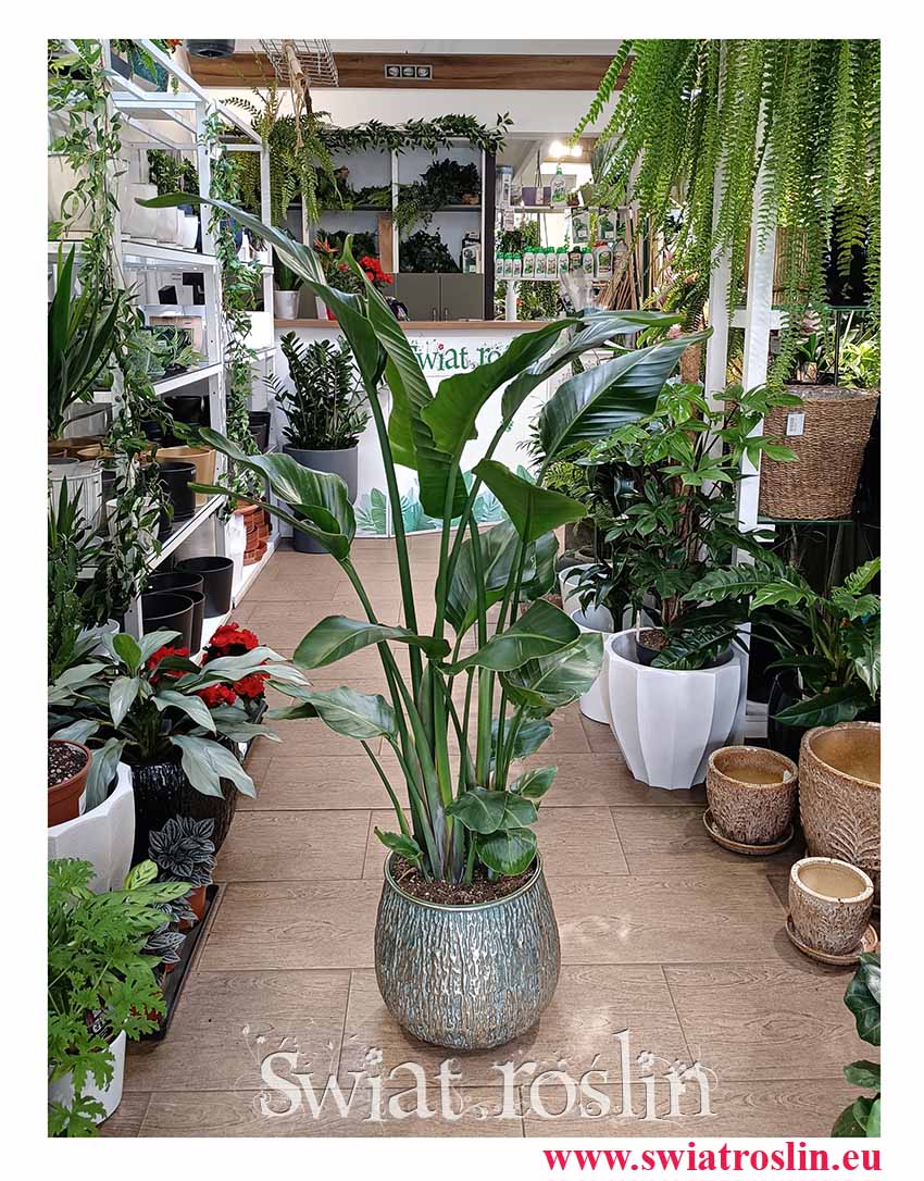 Duża Strelicja Nicolai łatwa w uprawie roślina do recepcji do biura do restauracji na korytarz roślina reprezentacyjna