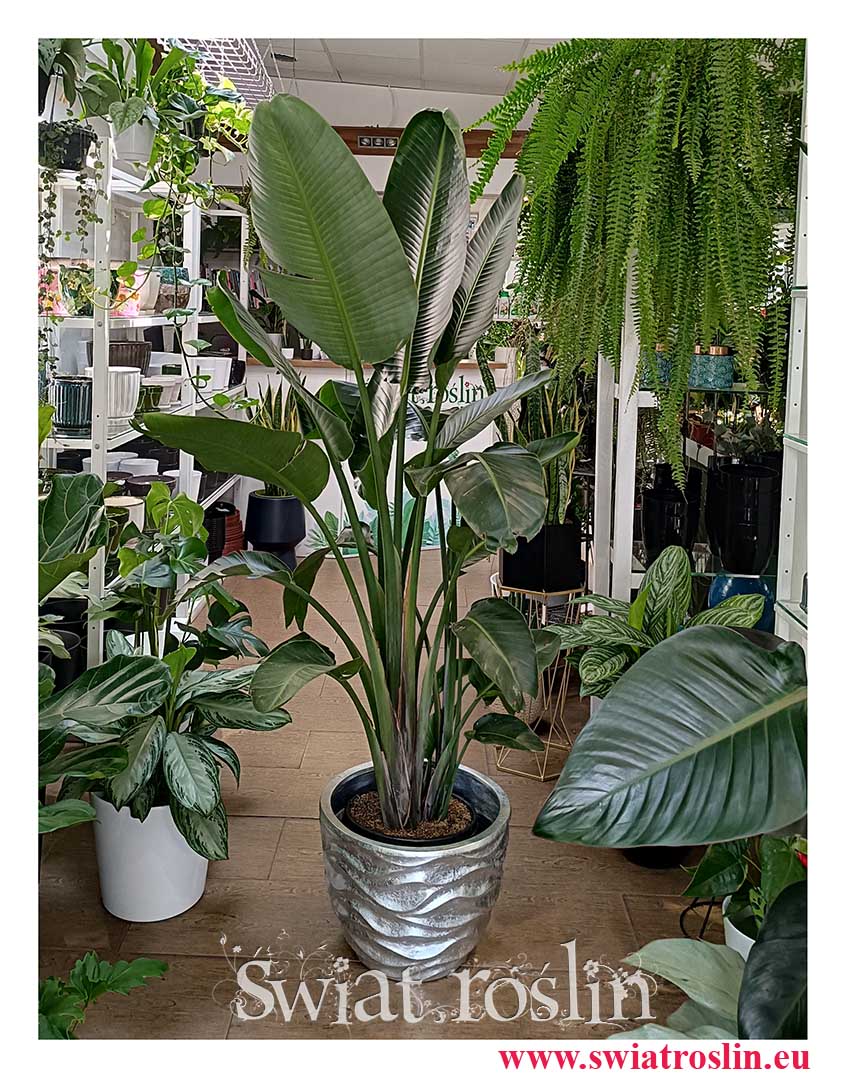 Duża Strelicja Nicolai łatwa w uprawie roślina pokazowa do biura lub dużej firmy na korytarz