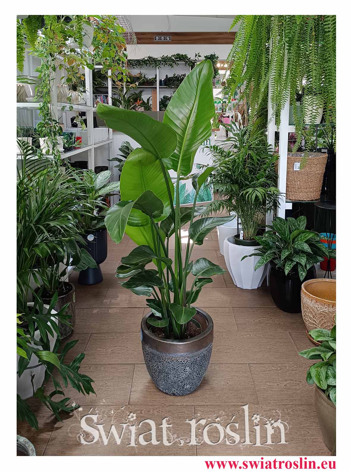 Duża Strelicja Nicolai xxl do recepcji do biura do restauracji na korytarz do atrium roślina reprezentacyjna