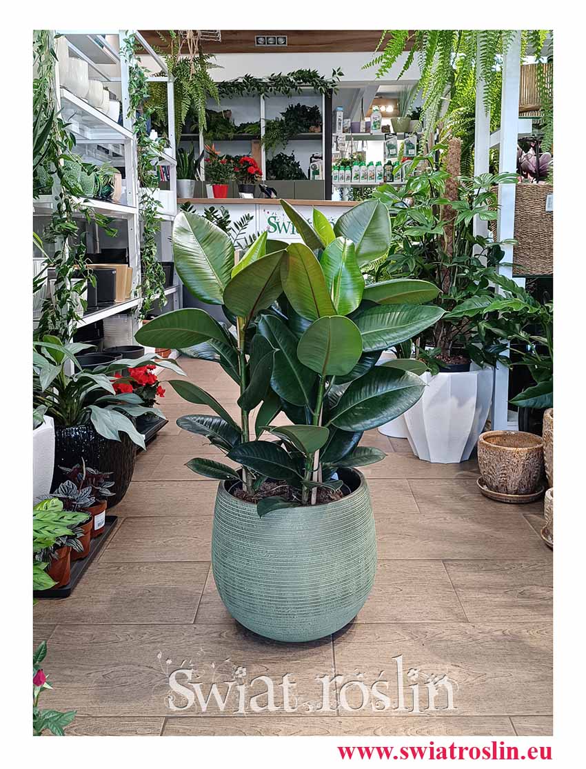 Duży Fikus sprężysty Robusta łatwy w uprawie oczyszczający powietrze, Wielki Ficus Elastica Robusta z wysyłka ze sklepu internetowego online najlepsza cena