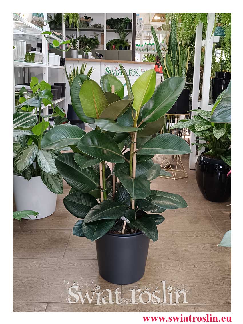 Duży Fikus sprężysty Robusta łatwy w uprawie oczyszczający powietrze, Wielki Ficus Elastica Robusta z wysyłka ze sklepu internetowego online