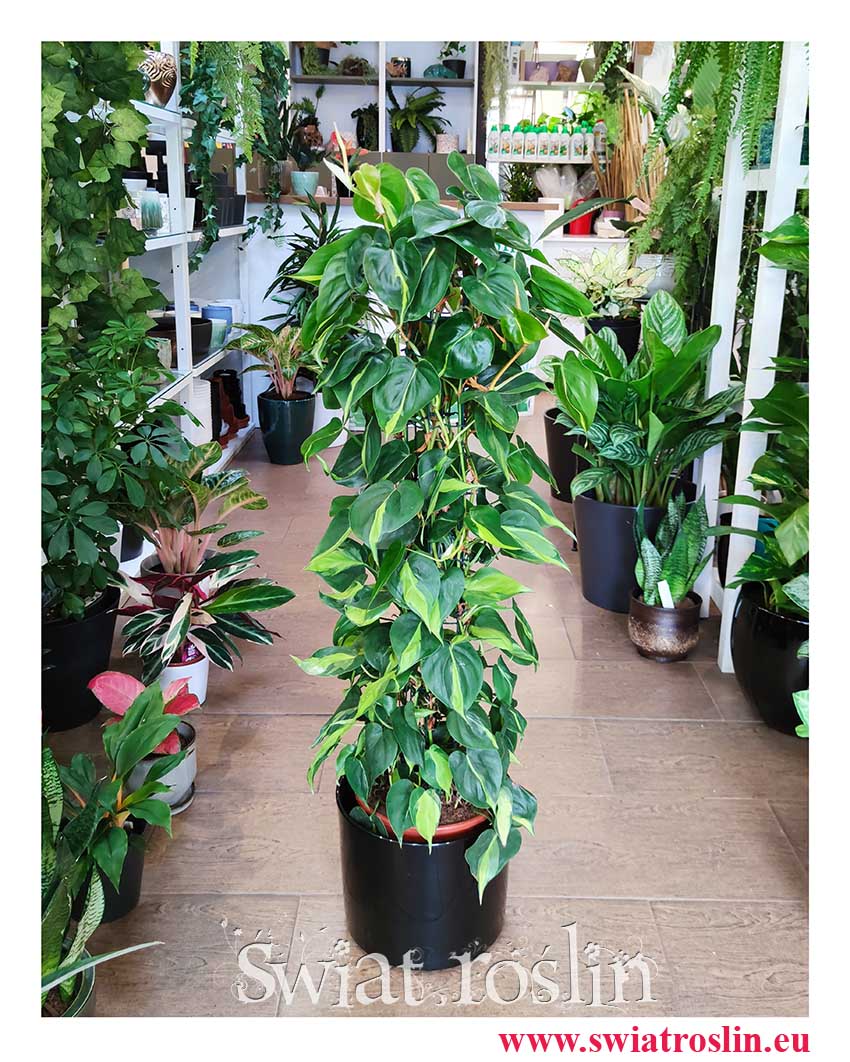 Duży Philodendron Scandens Brasil na kracie, Duży Filodendron Pnący Brasil na stelażu wysyłka roślin z insta sklep online