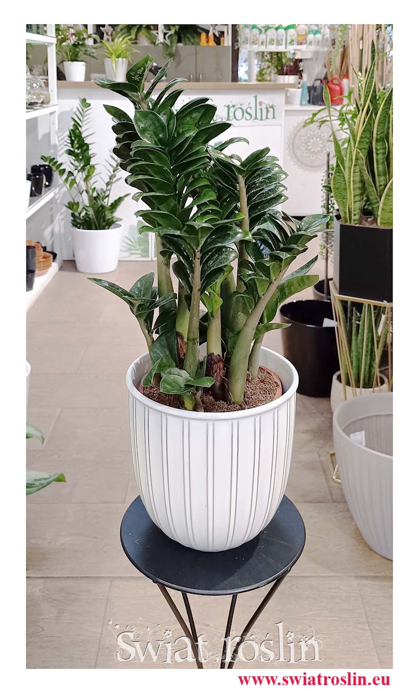 Duży Zamiokulkas Zenzi sprzedaż online z wysyłką do domu, kup Wielkiego Zamioculcasa Zenzi z dostawą