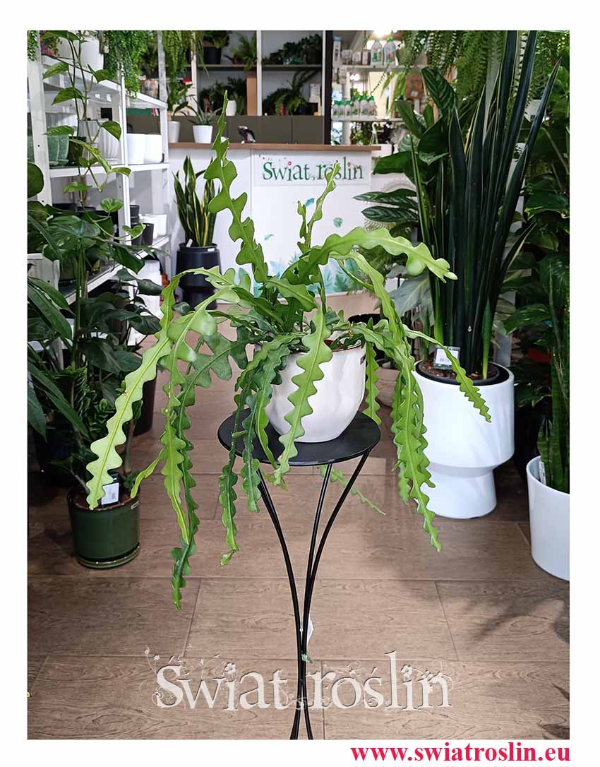 Epifyllum Anguliger rośliny doniczkowe sklep internetowy online lub stacjonarnie w Krakowie, Kaktus Tropikalny, Epiphyllum Anguliger