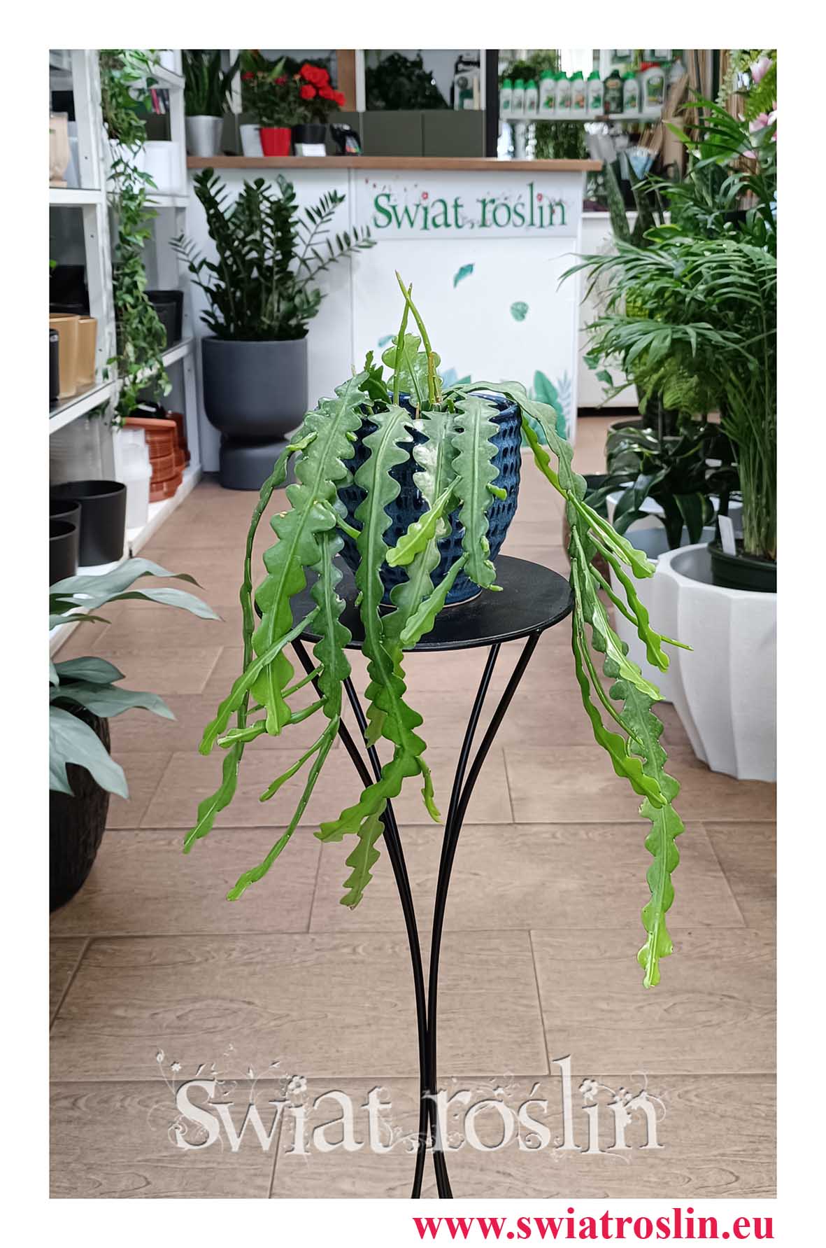 Epifyllum Anguliger rośliny doniczkowe sklep internetowy online z dostawą lub stacjonarnie w Krakowie, Kaktus Tropikalny, Epiphyllum Anguliger