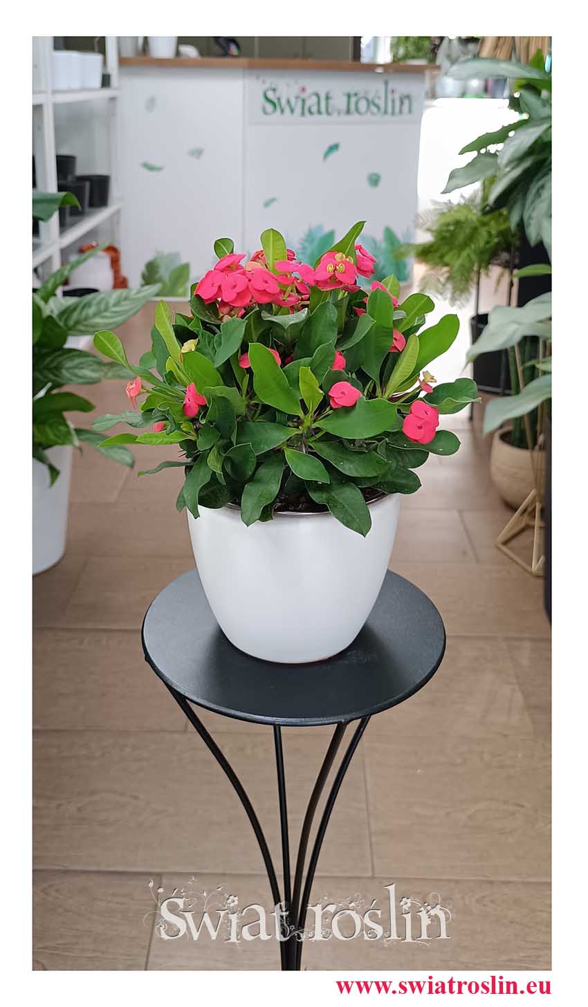 Euphorbia Vulcanus Milii modna łatwa w uprawie roślina z insta z wysyłką do domu, Wilczomlecz Vulcanus Milii najlepsza cena