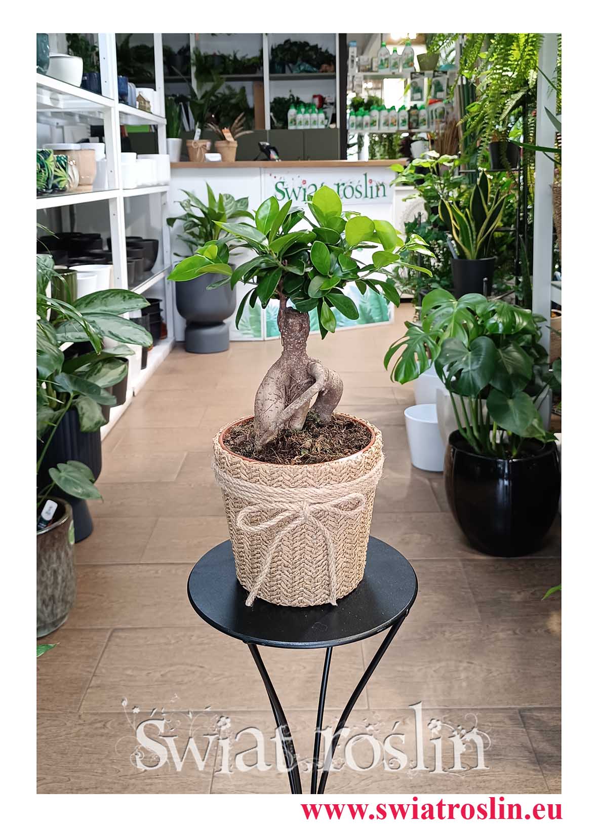 Ficus Microcarpa Ginseng bonsai, Fikus Tępy Ginseng bonsai kup w sklepie stacjonarnym i internetowym z modnymi roślinami