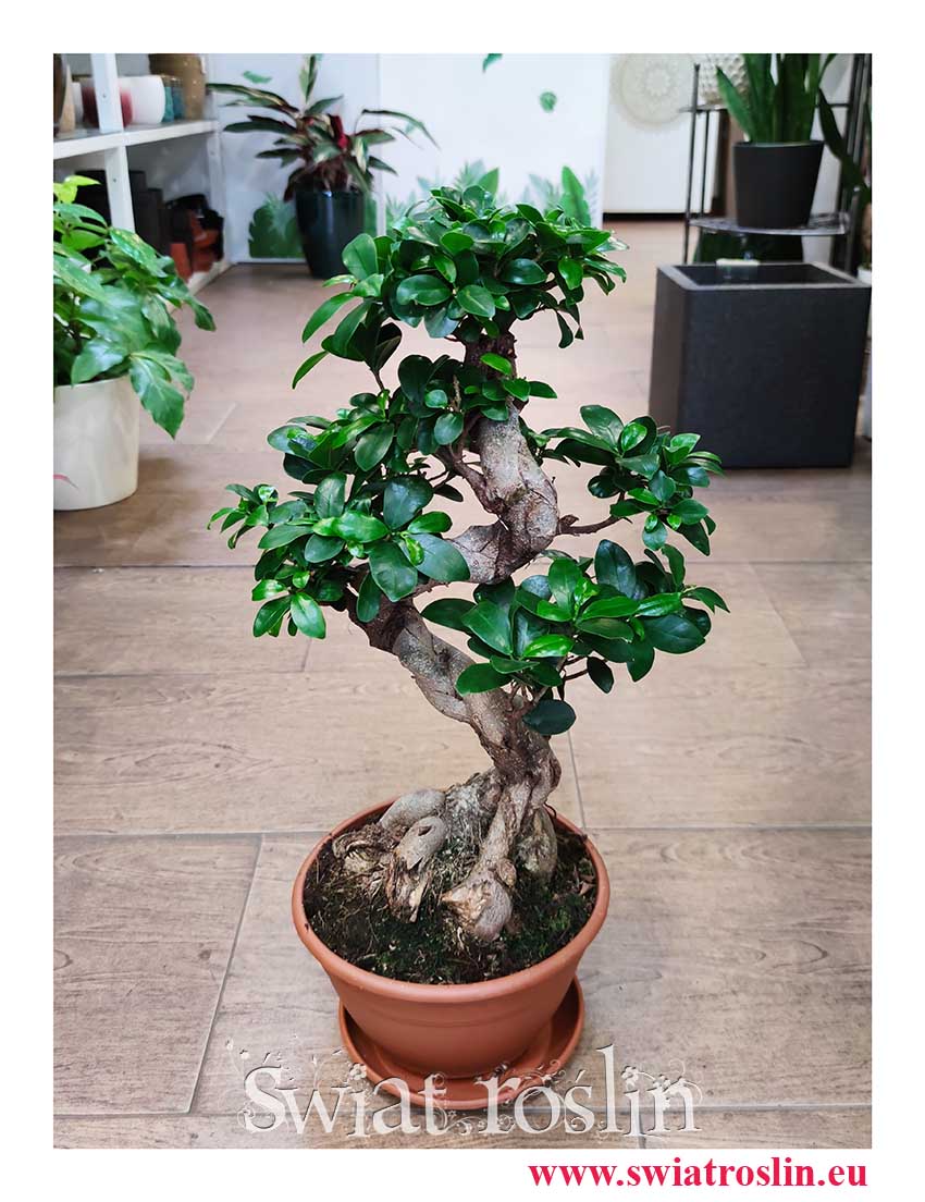 Ficus Microcarpa Ginseng bonsai, Fikus Tępy Ginseng bonsai sklep stacjonarny z modnymi roślinami
