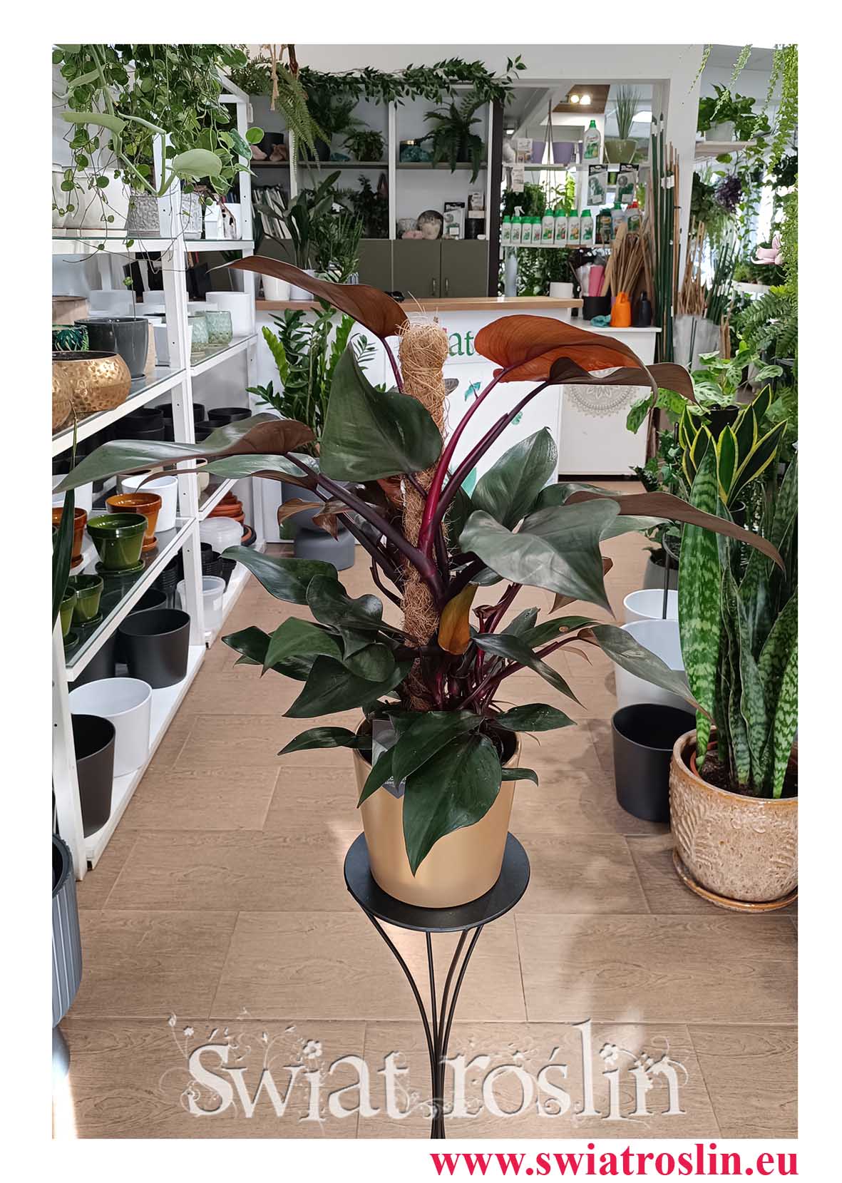 Filodendron New Red do biura do hotelu do restauracji do salonu do kawiarni do mieszkania kup online z dostawą, Philodendron New Red