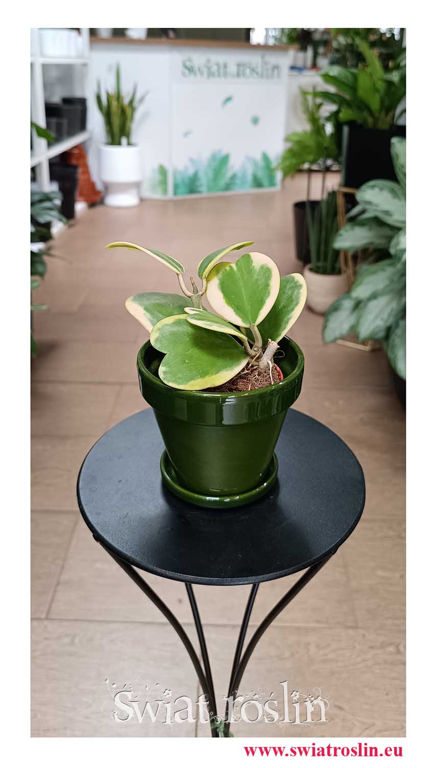 Hoya Kerrii Variegata, Hoja Kerrii Variegata, Hoya Hearts Variegata roslina dla zakochanych do bira do mieszkania do firmy lub na prezent