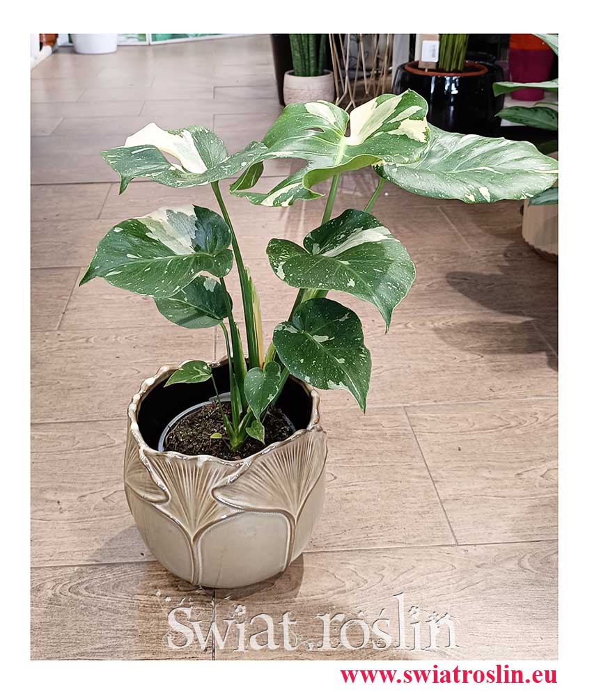 Monstera Thai Constellation spżedaż sklep internetowy i stacjonarny w Krakowie, Monstera Deliciosa Thai Constellation