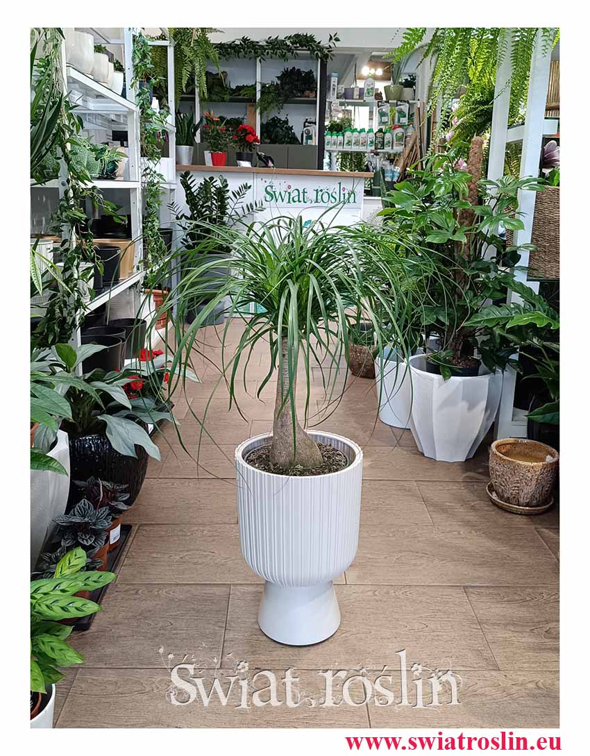 Duża Nolina wygięta do kupienia w Krakowie Roślina do biura do mieszkania do firmy do domu do restauracji do kawiarni, duża roślina Stopa słonia