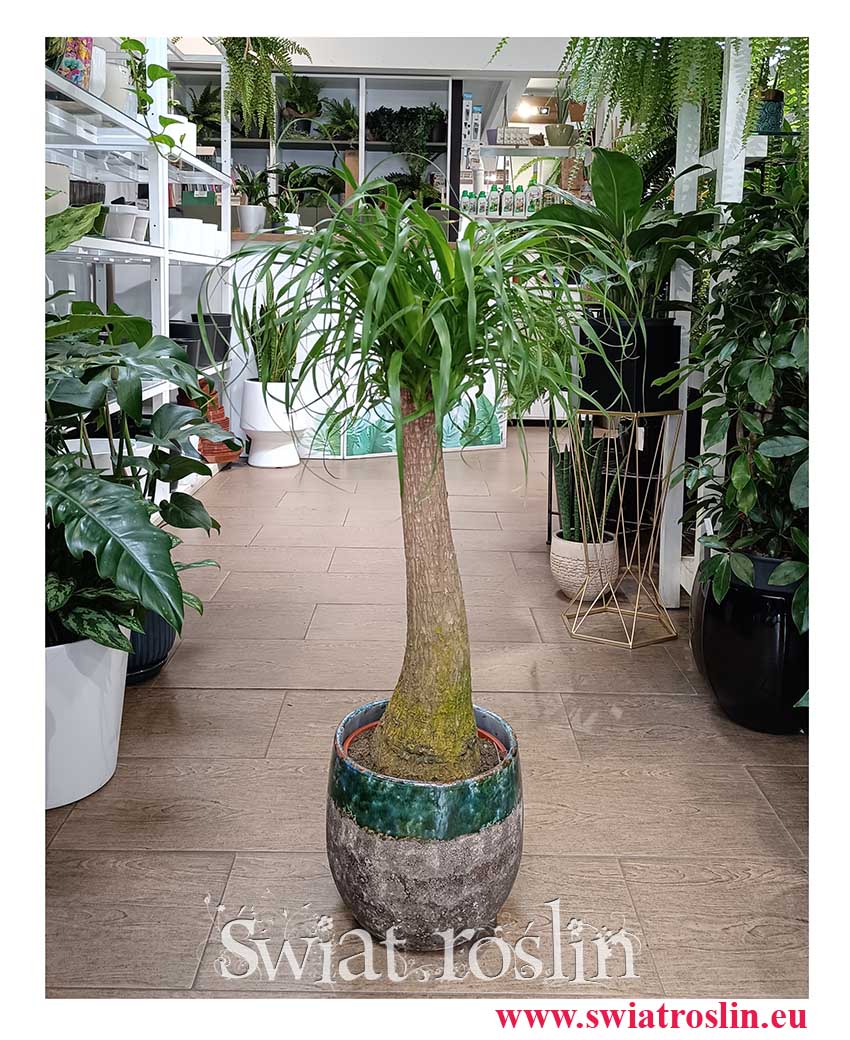 Nolina wygięta do kupienia w Krakowie Roślina do biura do mieszkania do firmy do domu, duża roślina Stopa słonia