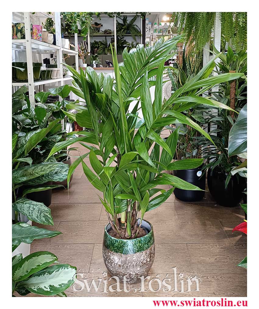 Palma Areka Triandra, Areca Triandra modna roślina z instagrama z wysyłką do domu lub do biura i firmy