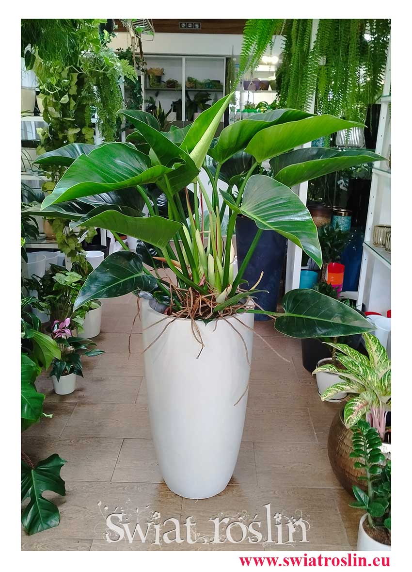 Philodendron Congo Green, Filodendron Congo Green piekna roślina do firmy do biura do mieszkania sklep internetowy online