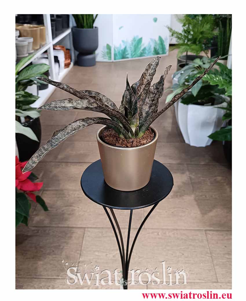 Sansevieria Coppertone kolekcjonerska roślina z instagrama z dostawą do domu, Sansewieria Coppertone