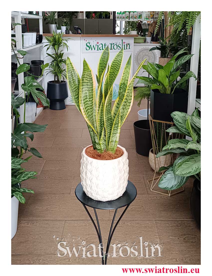 Sansevieria Laurentii łatwa w uprawie oczyszczająca powietrze roslina ze sklepu internetowego online z wysyłką, Sansewieria Laurentii do kupienia w Krakowie