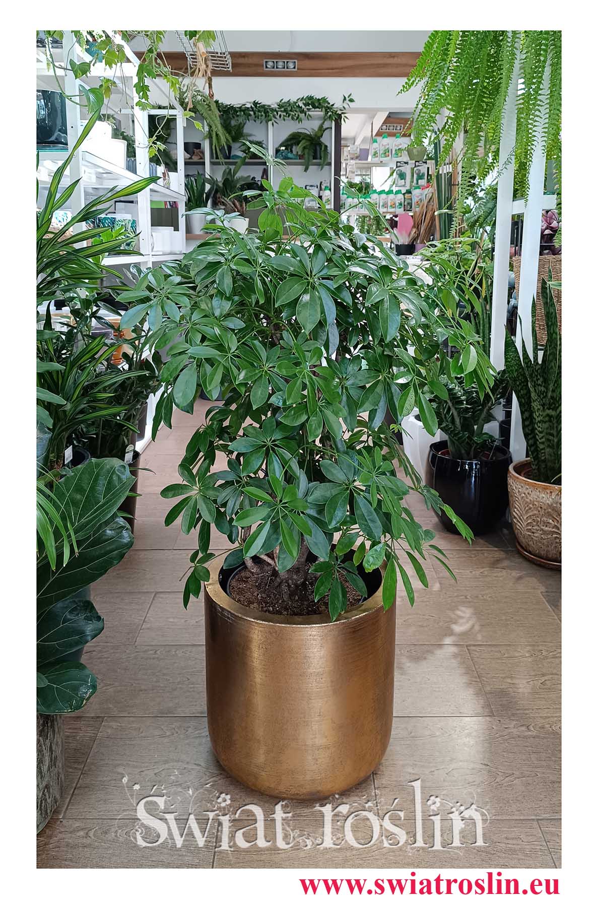 Schefflera Arboricola Compacta, Szeflera Arboricola Compacta do kupienia internetowo online w najlepszej cenie i jakości
