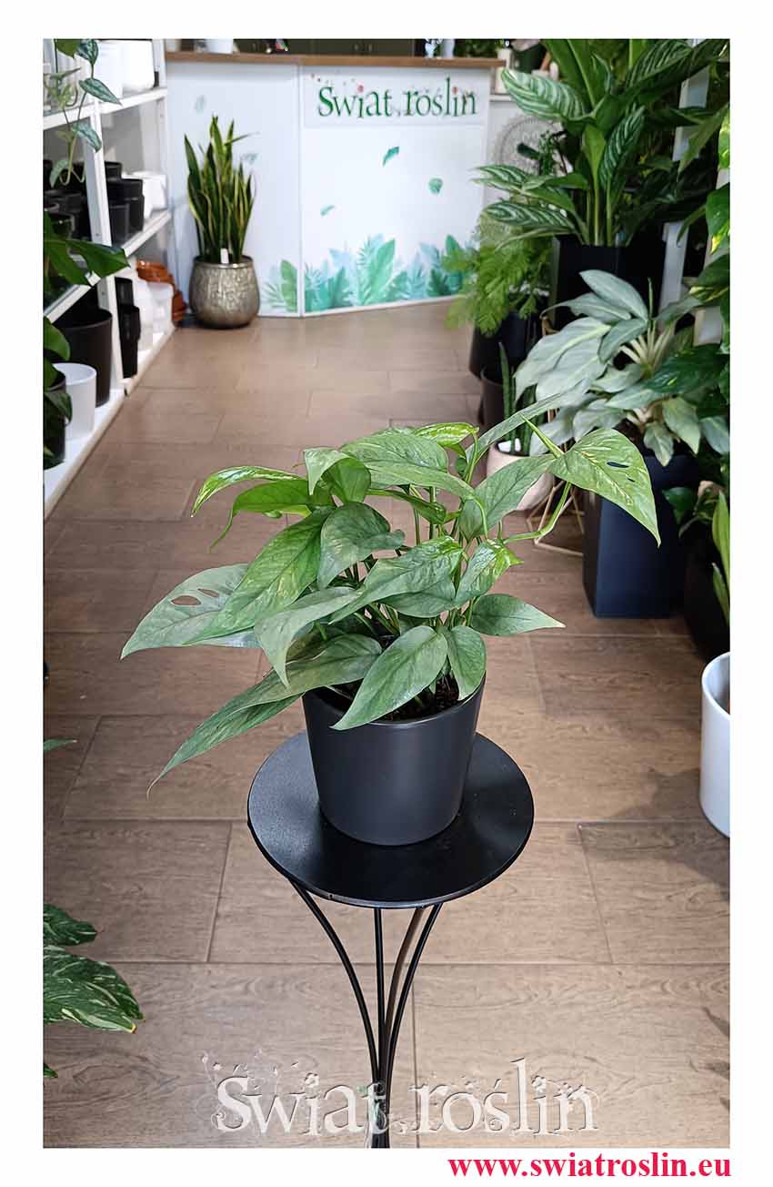 Scindapsus Cebu Blue, Monstera Cebu Blue, Epipremnum Cebu Blue, sklep Kraków lub online z dostawą