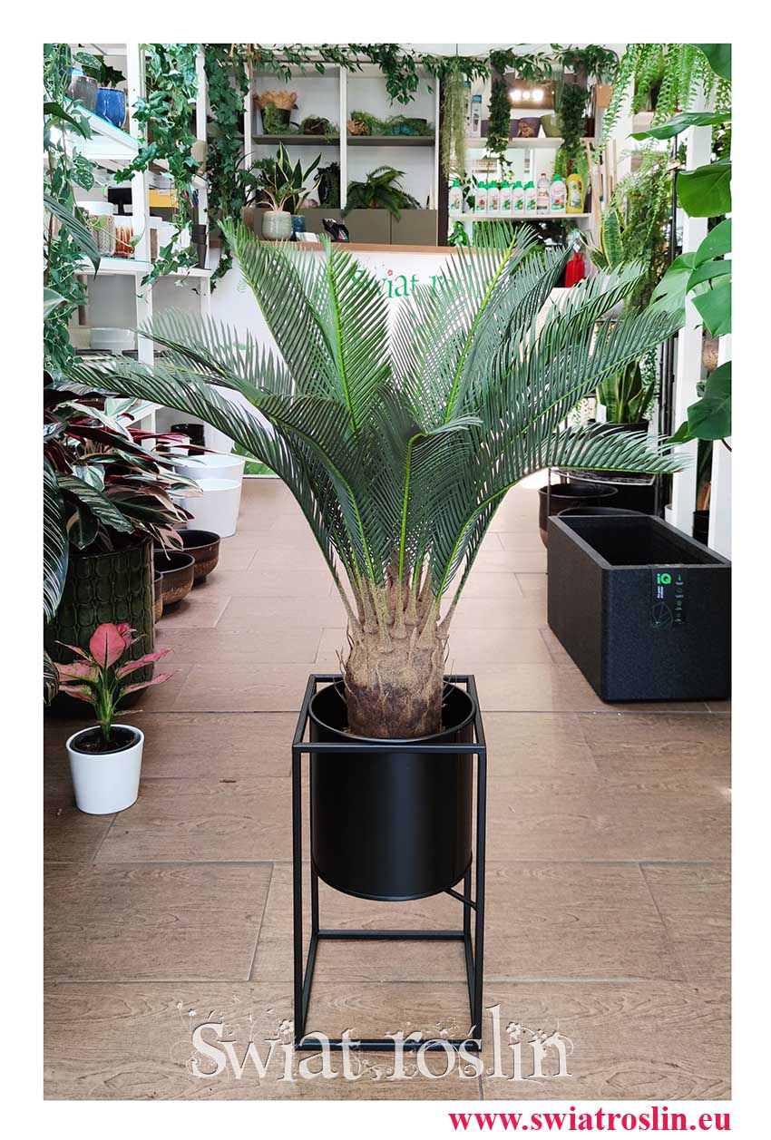 Sztuczny Cycas Revoluta modna roślina do biura do mieszkania sklep inbternetowy online, Sagowiec wygięty roślina sztuczna