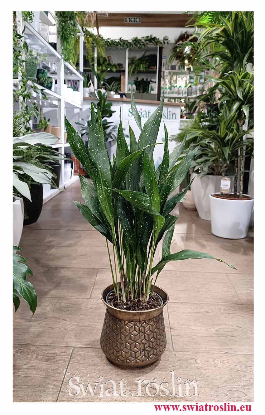 Wielka Aspidistra Elatior Milky Way rośliny z instagrama sklep modne, Żelazny liść, Duża Aspidistra Milky Way